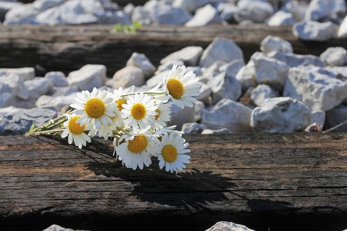 daisy bouquet on railway  stop youth suicide  loving memory