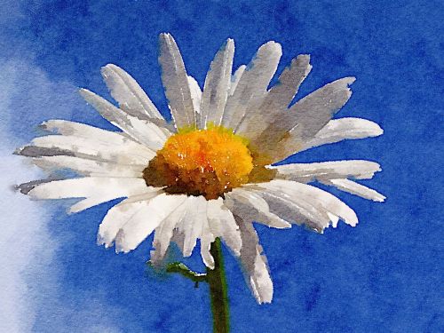 daisy flower watercolour art
