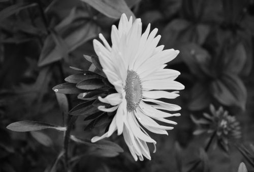 daisy flower photo black white petals