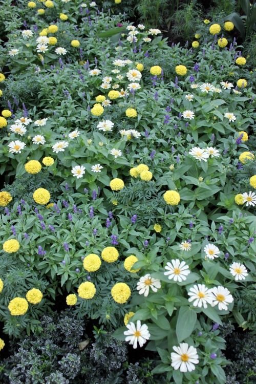 Daisy Flower In Bloom