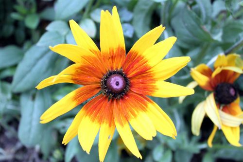 Daisy Flower Petal Close Up