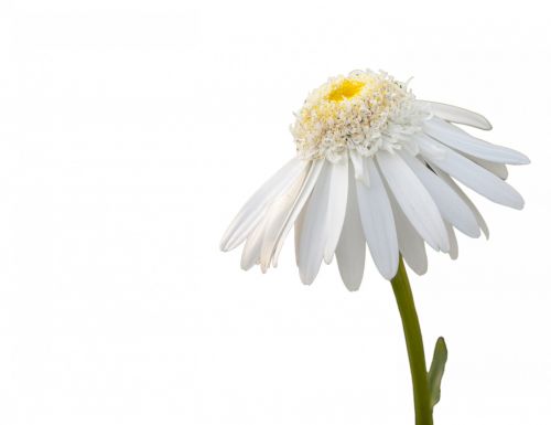 Daisy Flower White Background