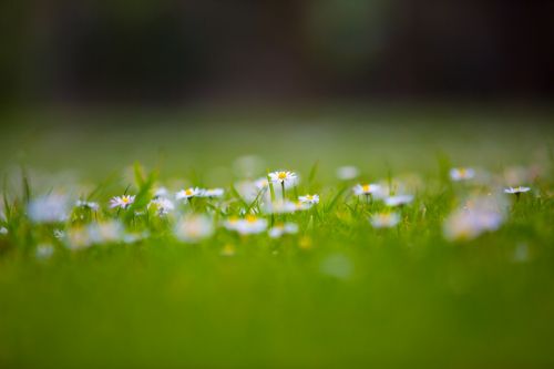 Daisy Flowers