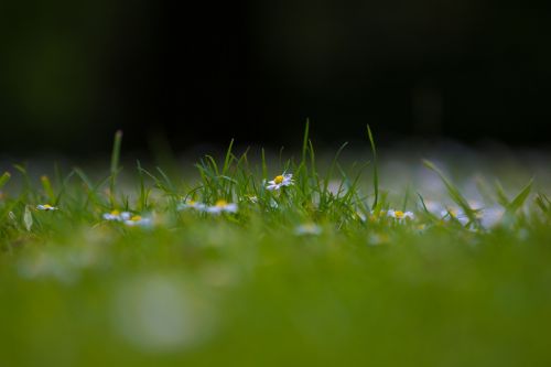 Daisy Flowers