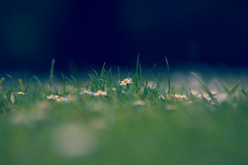 Daisy Flowers