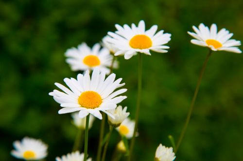 Daisy Flowers