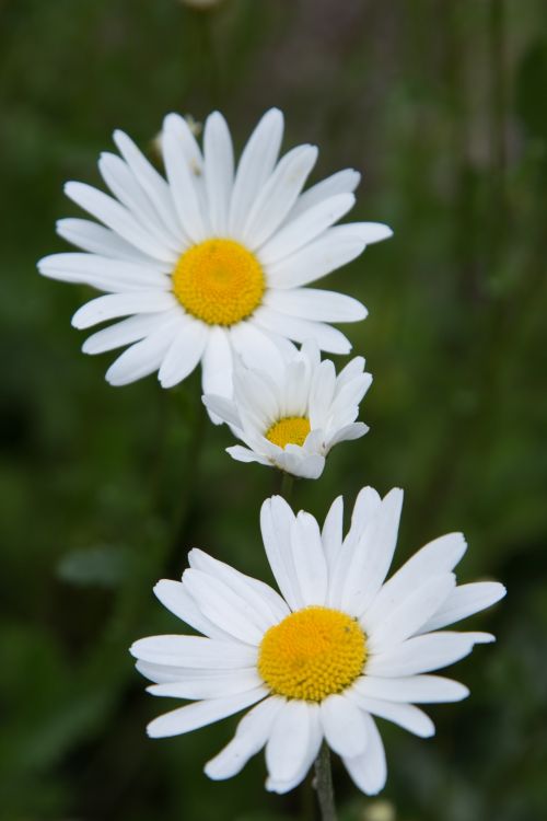 Daisy Flowers