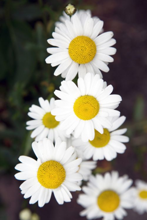 Daisy Flowers