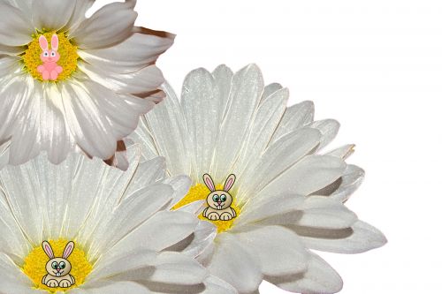 Daisy Flowers Easter Pattern