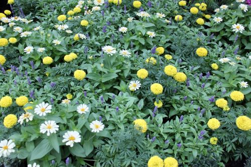 Daisy Flowers Garden View