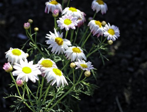 daisy garden local flowers townsville garden