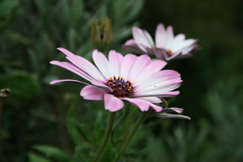 Daisy In Garden