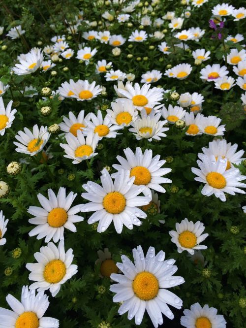 daisy rain drop of water