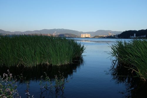 dali lake reed