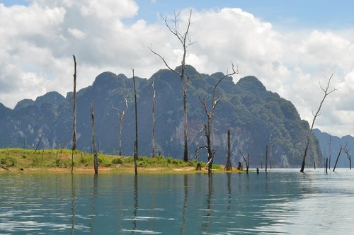 dali  lake  tree