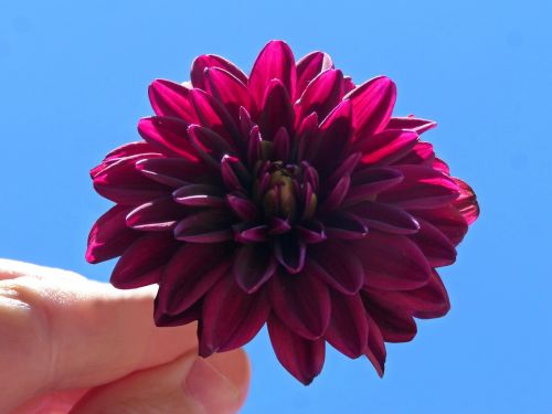 dahlia purple hand flower