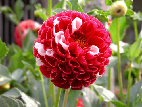 dalia flower red