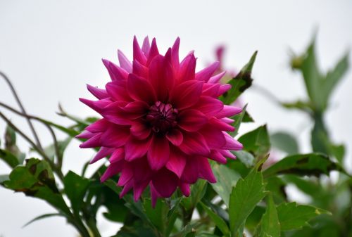 dalia flower nature