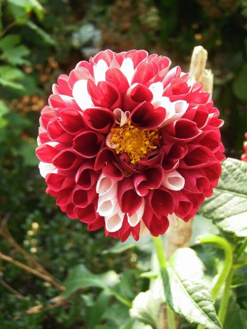 dalia flower plant