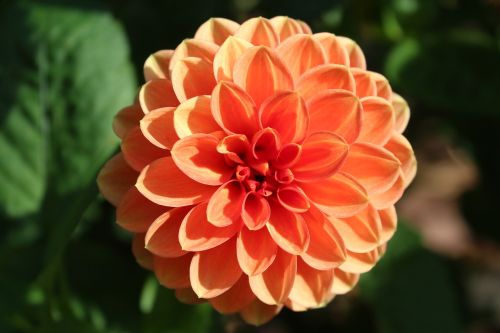 dalia flower orange