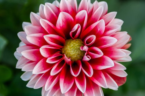 dalia  flower  dahlias