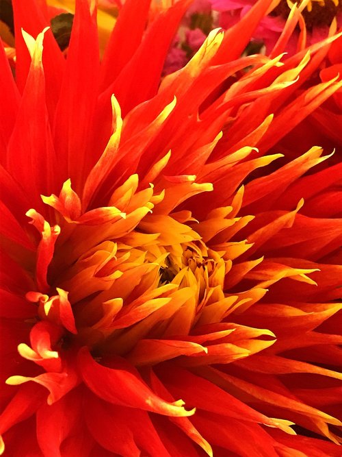 dalia  flower  red