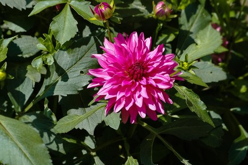 dalia  plant  flower