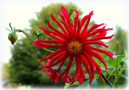 dalia  flower  red