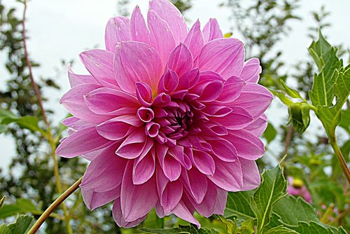 dalia  flower  pink