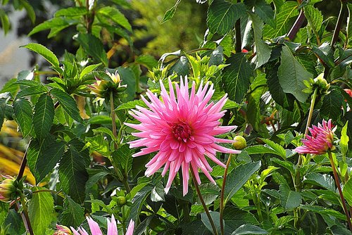 dalia  flower  pink