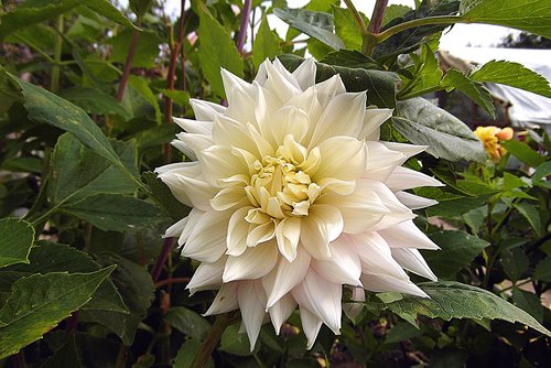 dalia  white  flower