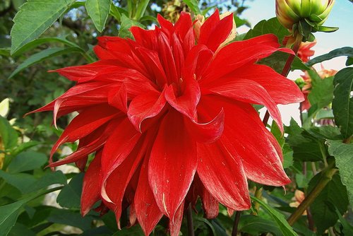 dalia  flower  red