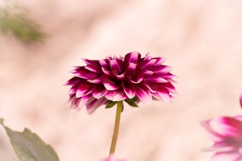 dalia  raghavendra  flower