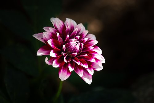 dalia  raghavendra  flower