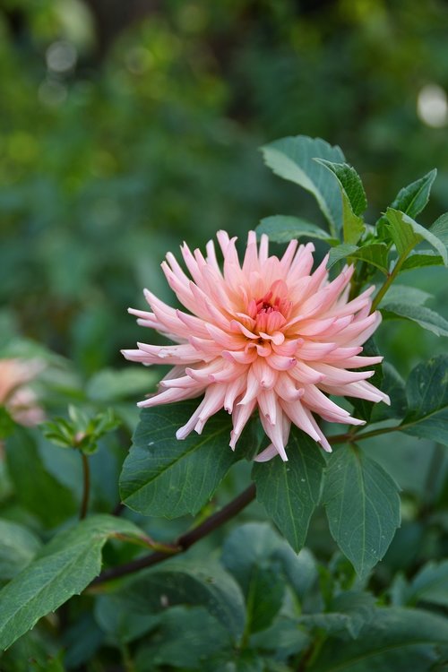 dalia  dahlia  astra