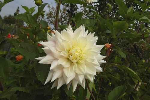 dalia  flower  white