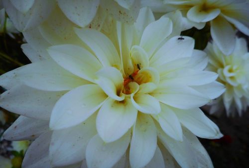 dalia bloom white