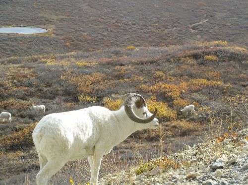 dall sheep mountains landscape