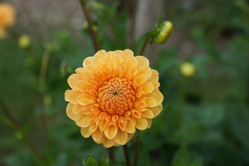 dallie flower yellow