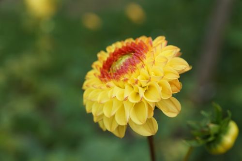 dallie flower yellow