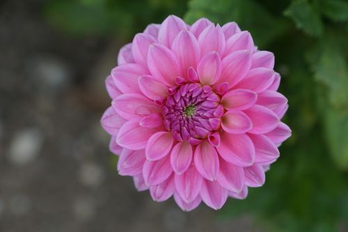 dallie flower pink