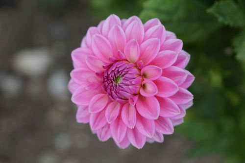 dallie flower pink