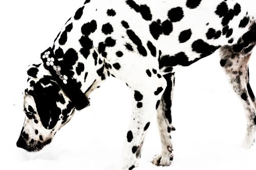 dalmatian dog snow