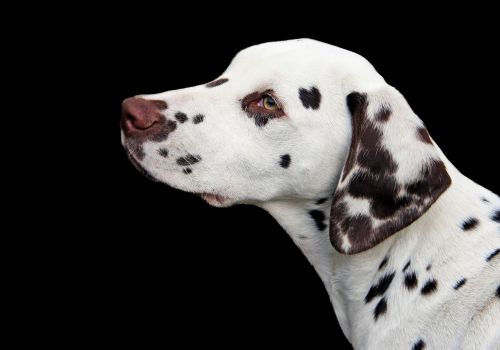 dalmatian dog puppy