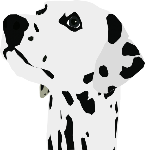dalmatian dog canine