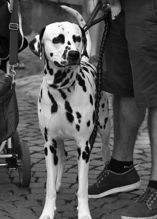 dalmatian  dog  cute