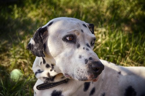 dalmatian  dog  cute