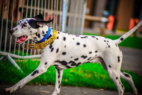 dalmatian  dog  running