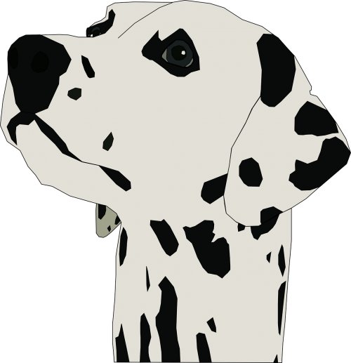 dalmatian dog breed