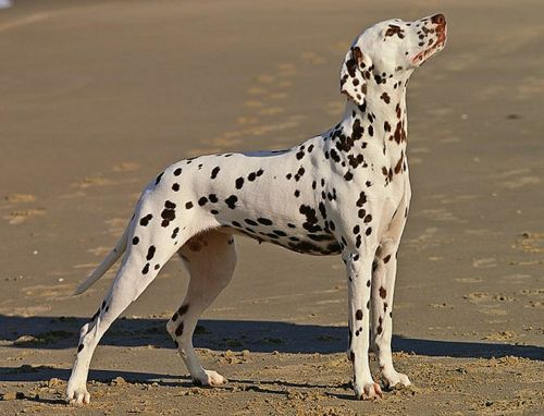 dalmatian dog canine